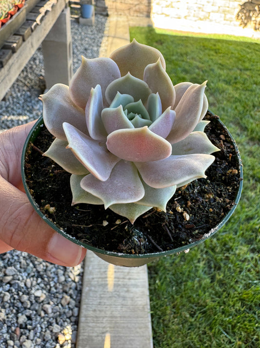 Echeveria 'Lola' 4 inch size - single plant succulent