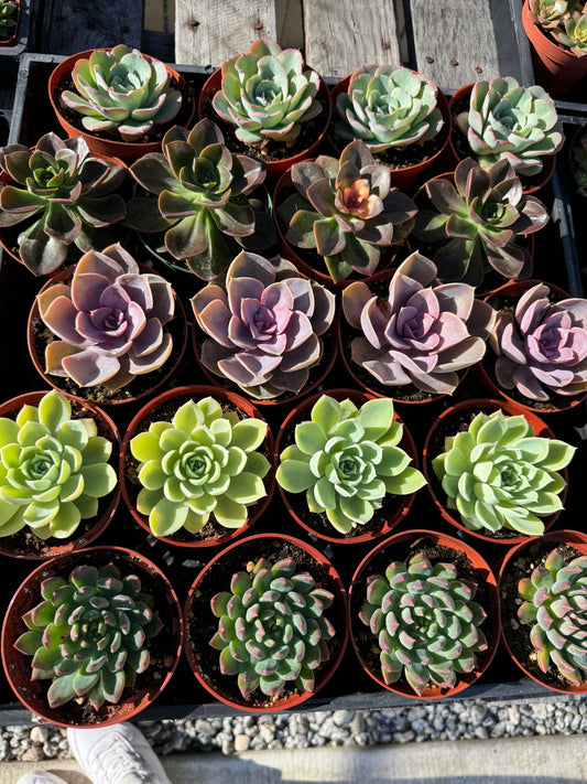 4 inch Succulent flat - 20 plants - pre-order