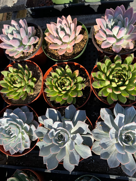 6 inch Succulent flat - 9 plants - pre-order