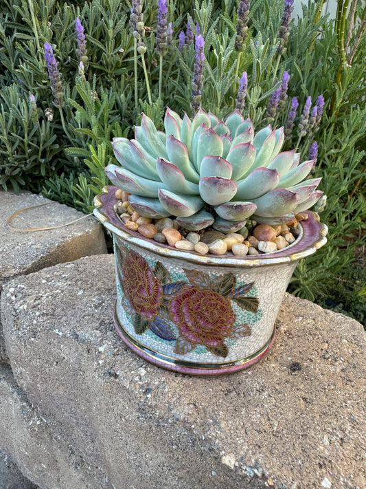 Potted Succulent in Porcelain Pot