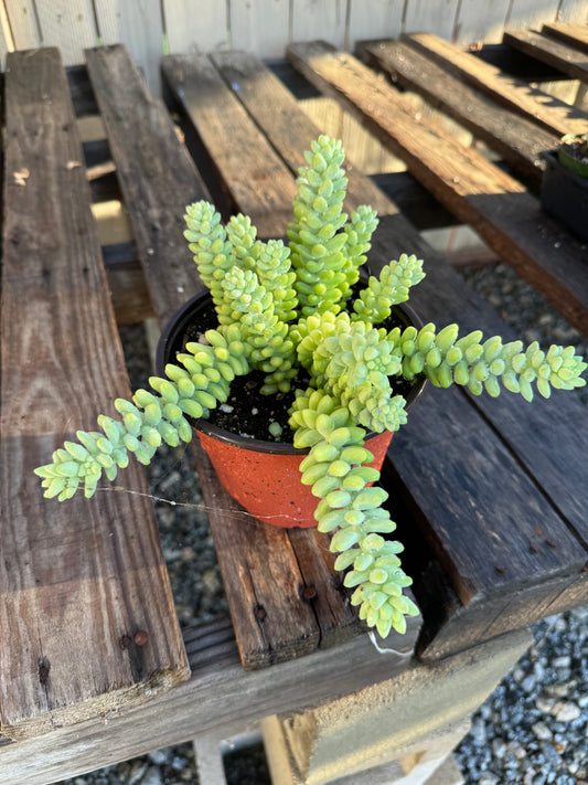 Burro Tail Succulent - 6 inch in growers pot