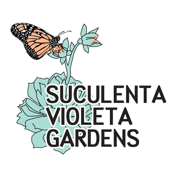 Suculenta Violeta Gardens